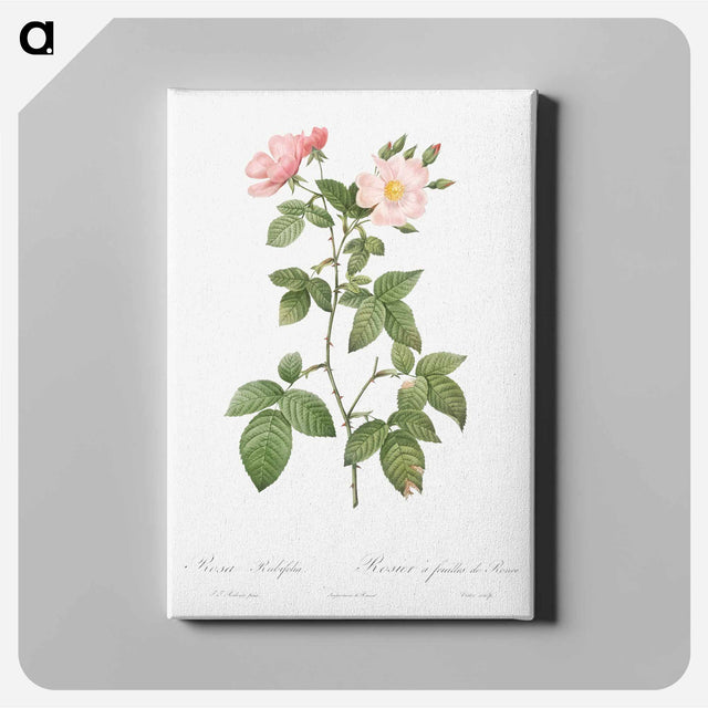 アートパネル-Rosa glauca - ピエール ジョゼフ ルドゥーテ Canvas.
