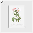 アートポストカード-Rosa glauca - ピエール ジョゼフ ルドゥーテ Postcard.