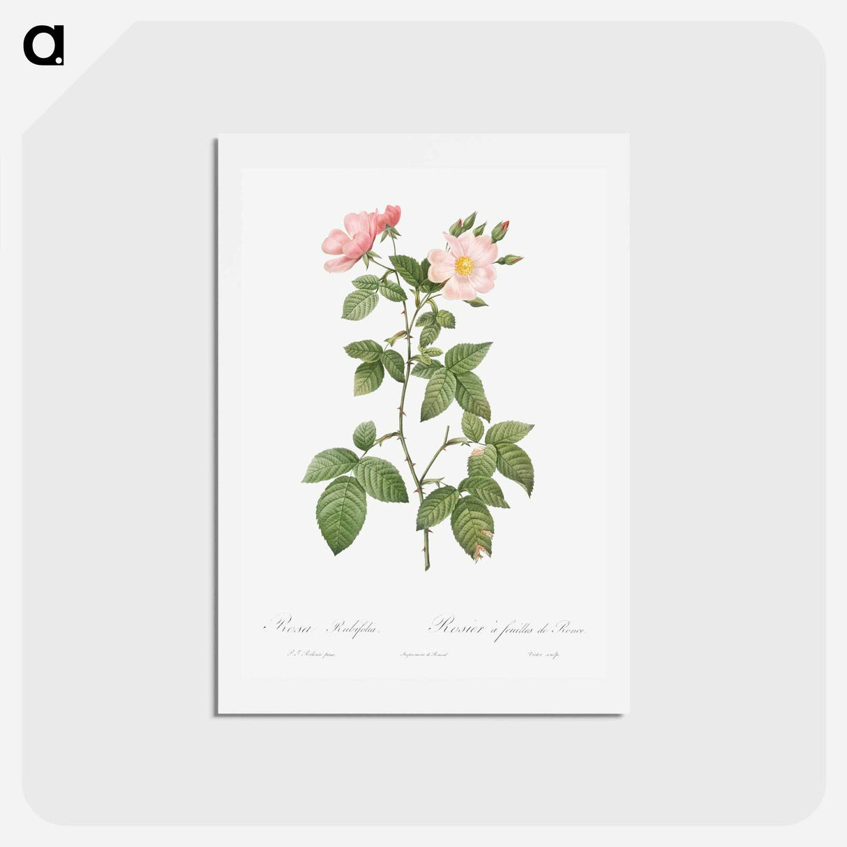 アートポストカード-Rosa glauca - ピエール ジョゼフ ルドゥーテ Postcard.