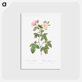 アートポストカード-Rosa glauca - ピエール ジョゼフ ルドゥーテ Postcard.