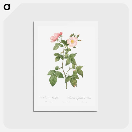 アートポストカード-Rosa glauca - ピエール ジョゼフ ルドゥーテ Postcard.