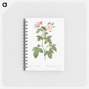 アートメモ帳-Rosa glauca - ピエール ジョゼフ ルドゥーテ Memo.