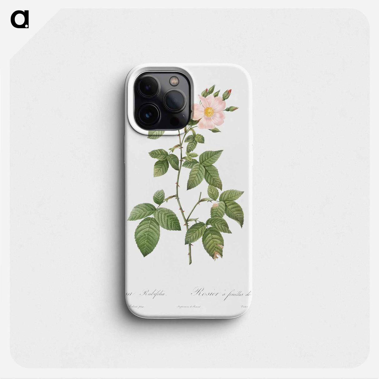 Rosa glauca - ピエール ジョゼフ ルドゥーテ Phone Case.