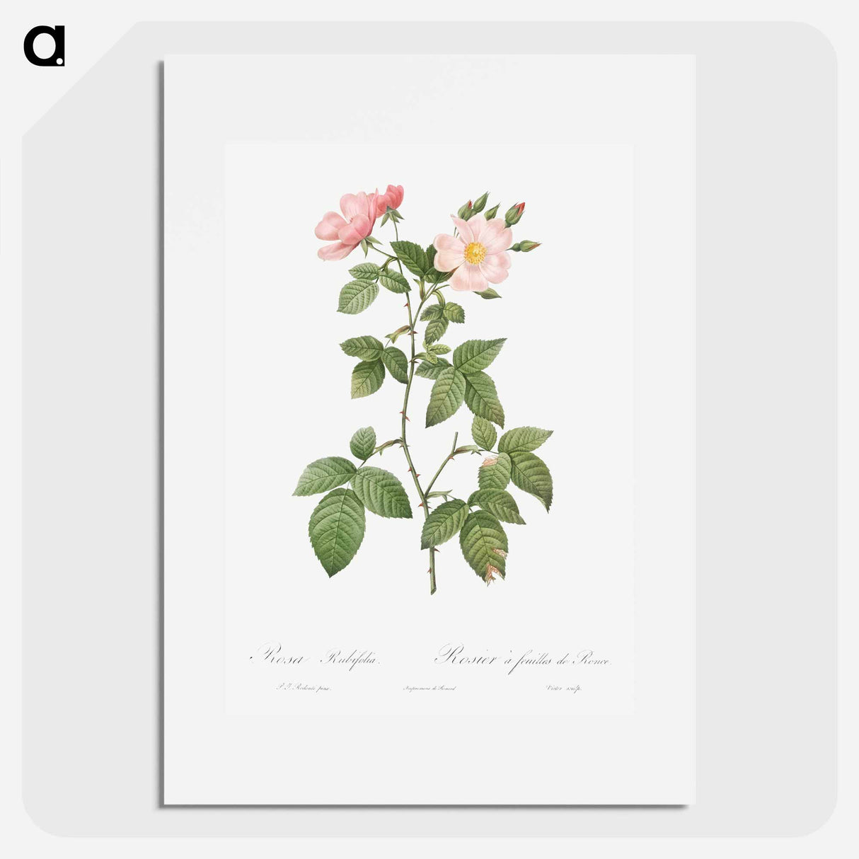 Rosa glauca - ピエール ジョゼフ ルドゥーテ Poster.