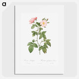 Rosa glauca - ピエール ジョゼフ ルドゥーテ Poster.