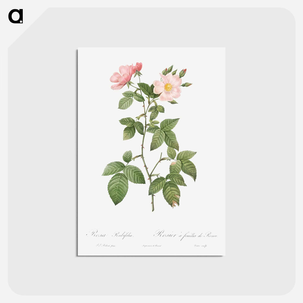 アートポストカード-Rosa glauca - ピエール ジョゼフ ルドゥーテ Postcard.