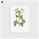 アートポストカード-Rosa glauca - ピエール ジョゼフ ルドゥーテ Postcard.