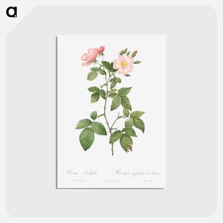 アートポストカード-Rosa glauca - ピエール ジョゼフ ルドゥーテ Postcard.