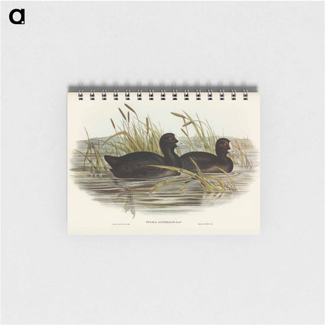 アートメモ帳-Australian Coot
 - オーストラリアの鳥 Memo.