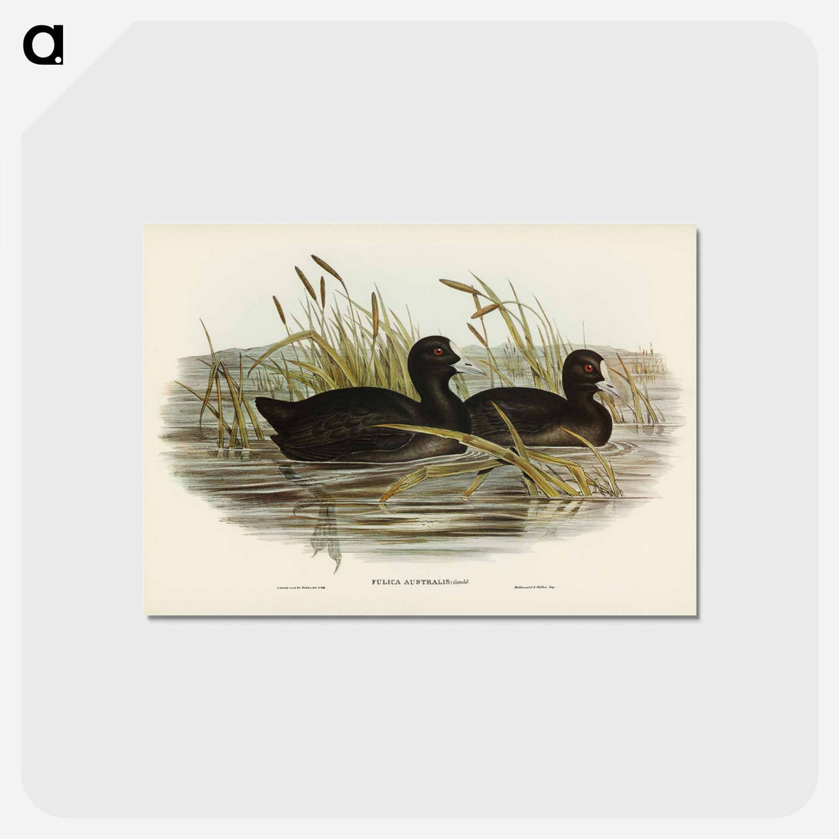 アートポストカード-Australian Coot
 - オーストラリアの鳥 Postcard.