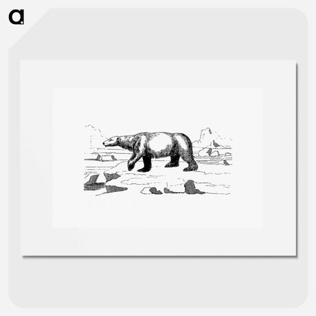 アートポスター-Polar Bear
 - 大英図書館 Poster.