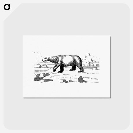 アートポストカード-Polar Bear
 - 大英図書館 Postcard.