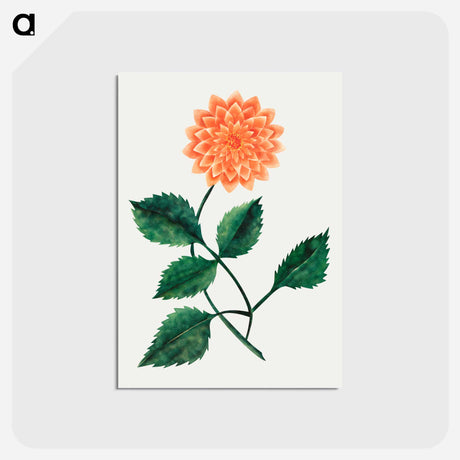 アートポストカード-Dahlia
 - クリーブランド美術館 Postcard.