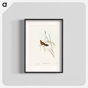 アートポスター-Great Warbler
 - ジョン グールド Poster.