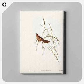 アートパネル-Great Warbler
 - ジョン グールド Canvas.
