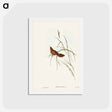 アートポストカード-Great Warbler
 - ジョン グールド Postcard.
