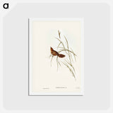 アートポストカード-Great Warbler
 - ジョン グールド Postcard.