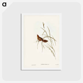 アートポストカード-Great Warbler
 - ジョン グールド Postcard.