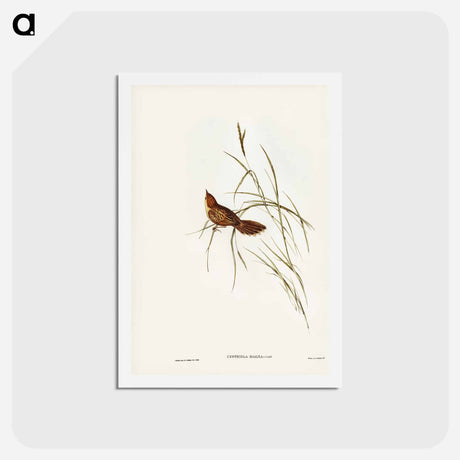 アートポストカード-Great Warbler
 - ジョン グールド Postcard.