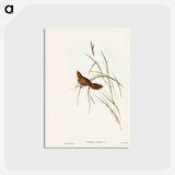 アートポストカード-Great Warbler
 - ジョン グールド Postcard.