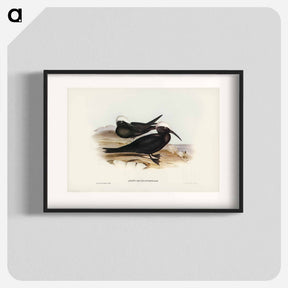 アートポスター-White-capped Tern
 - オーストラリアの鳥 Poster.