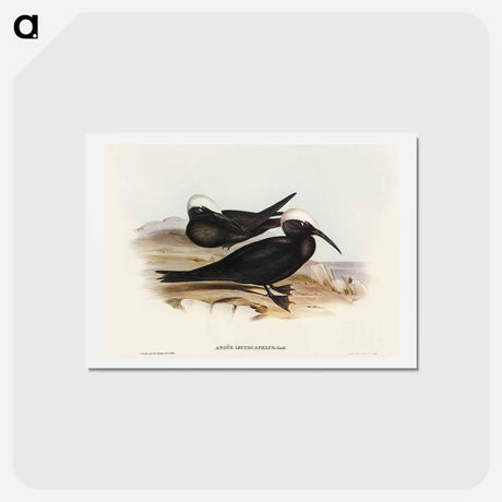 アートポストカード-White-capped Tern
 - オーストラリアの鳥 Postcard.