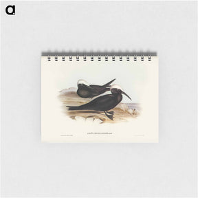 アートメモ帳-White-capped Tern
 - オーストラリアの鳥 Memo.