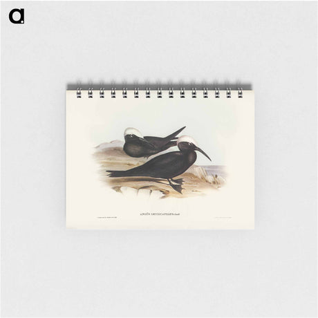 アートメモ帳-White-capped Tern
 - オーストラリアの鳥 Memo.