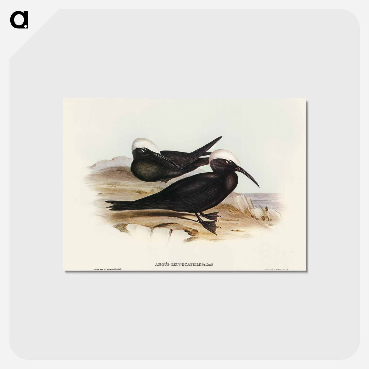 アートポストカード-White-capped Tern
 - オーストラリアの鳥 Postcard.