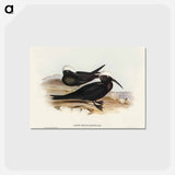 アートポストカード-White-capped Tern
 - オーストラリアの鳥 Postcard.