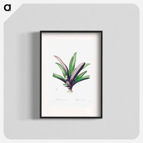 アートポスター-Tradescantia Discolor
 - クリーブランド美術館 Poster.