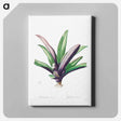 アートパネル-Tradescantia Discolor
 - クリーブランド美術館 Canvas.