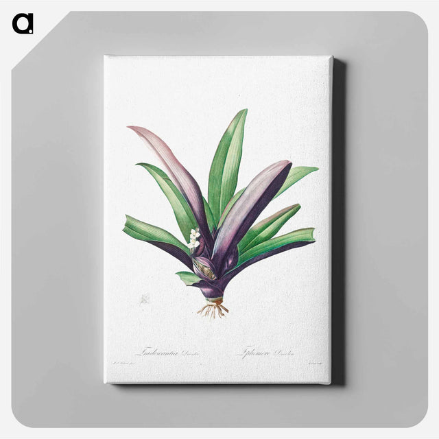 アートパネル-Tradescantia Discolor
 - クリーブランド美術館 Canvas.
