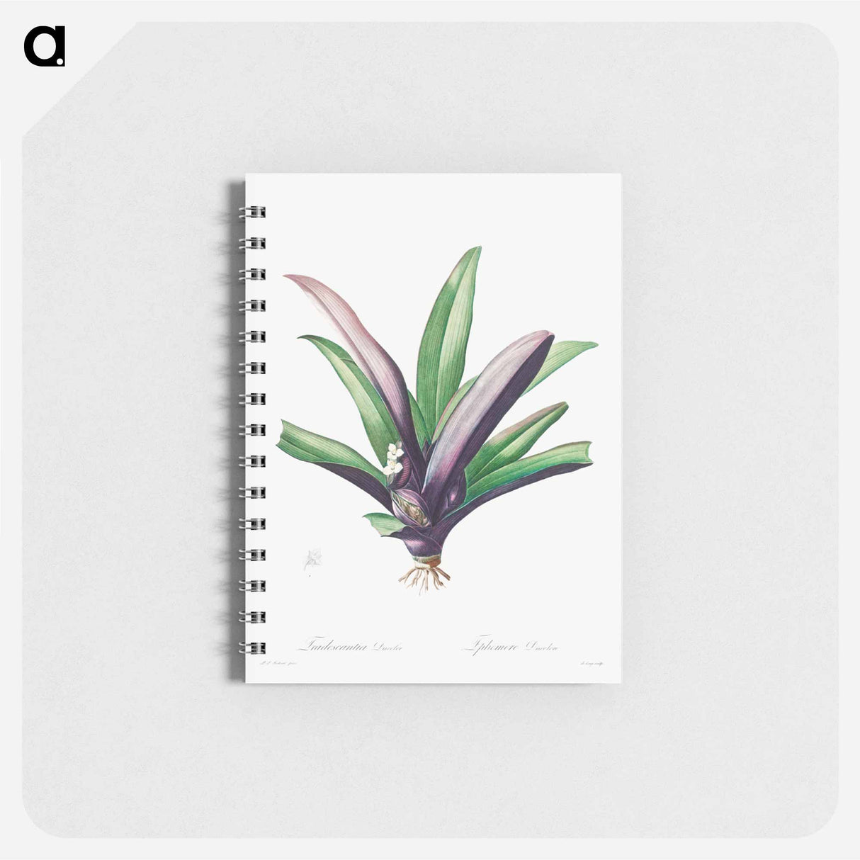 アートメモ帳-Tradescantia Discolor
 - クリーブランド美術館 Memo.
