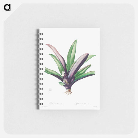 アートメモ帳-Tradescantia Discolor
 - クリーブランド美術館 Memo.