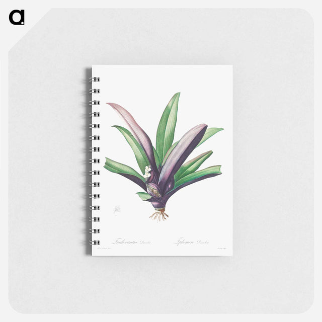 アートメモ帳-Tradescantia Discolor
 - クリーブランド美術館 Memo.