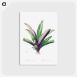 アートポストカード-Tradescantia Discolor
 - クリーブランド美術館 Postcard.