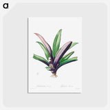 アートポストカード-Tradescantia Discolor
 - クリーブランド美術館 Postcard.