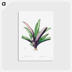 アートポストカード-Tradescantia Discolor
 - クリーブランド美術館 Postcard.