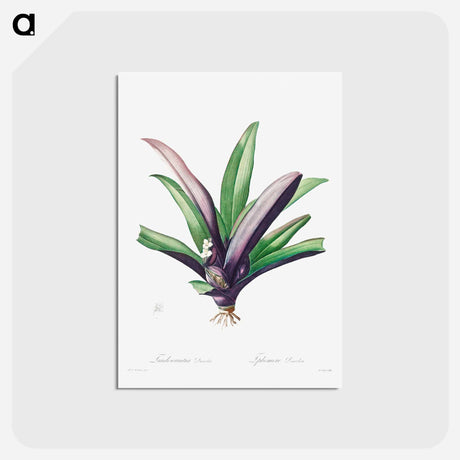 アートポストカード-Tradescantia Discolor
 - クリーブランド美術館 Postcard.