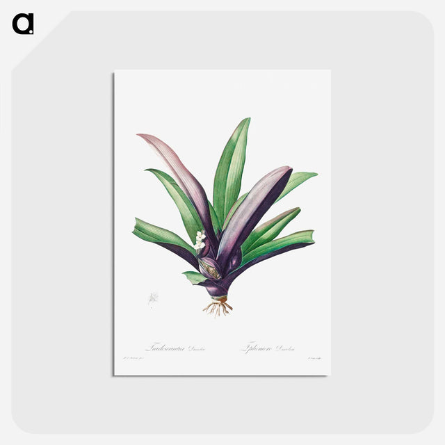 アートポストカード-Tradescantia Discolor
 - クリーブランド美術館 Postcard.