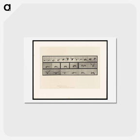 アートポストカード-Vulture in Flight
 - エドワード マイブリッジ Postcard.
