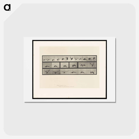 アートポストカード-Vulture in Flight
 - エドワード マイブリッジ Postcard.