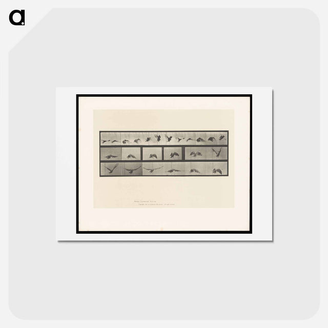 アートポストカード-Vulture in Flight
 - エドワード マイブリッジ Postcard.