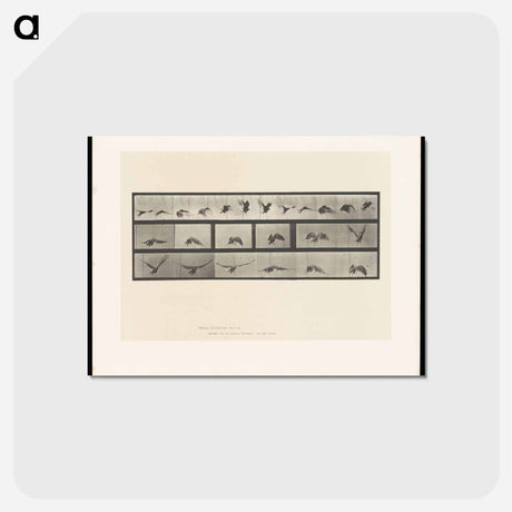 アートポストカード-Vulture in Flight
 - エドワード マイブリッジ Postcard.