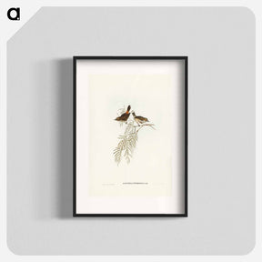 アートポスター-Red-rumped Acanthiza
 - ジョン グールド Poster.