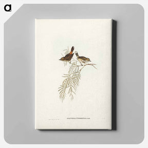 アートパネル-Red-rumped Acanthiza
 - ジョン グールド Canvas.