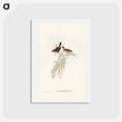 アートポストカード-Red-rumped Acanthiza
 - ジョン グールド Postcard.