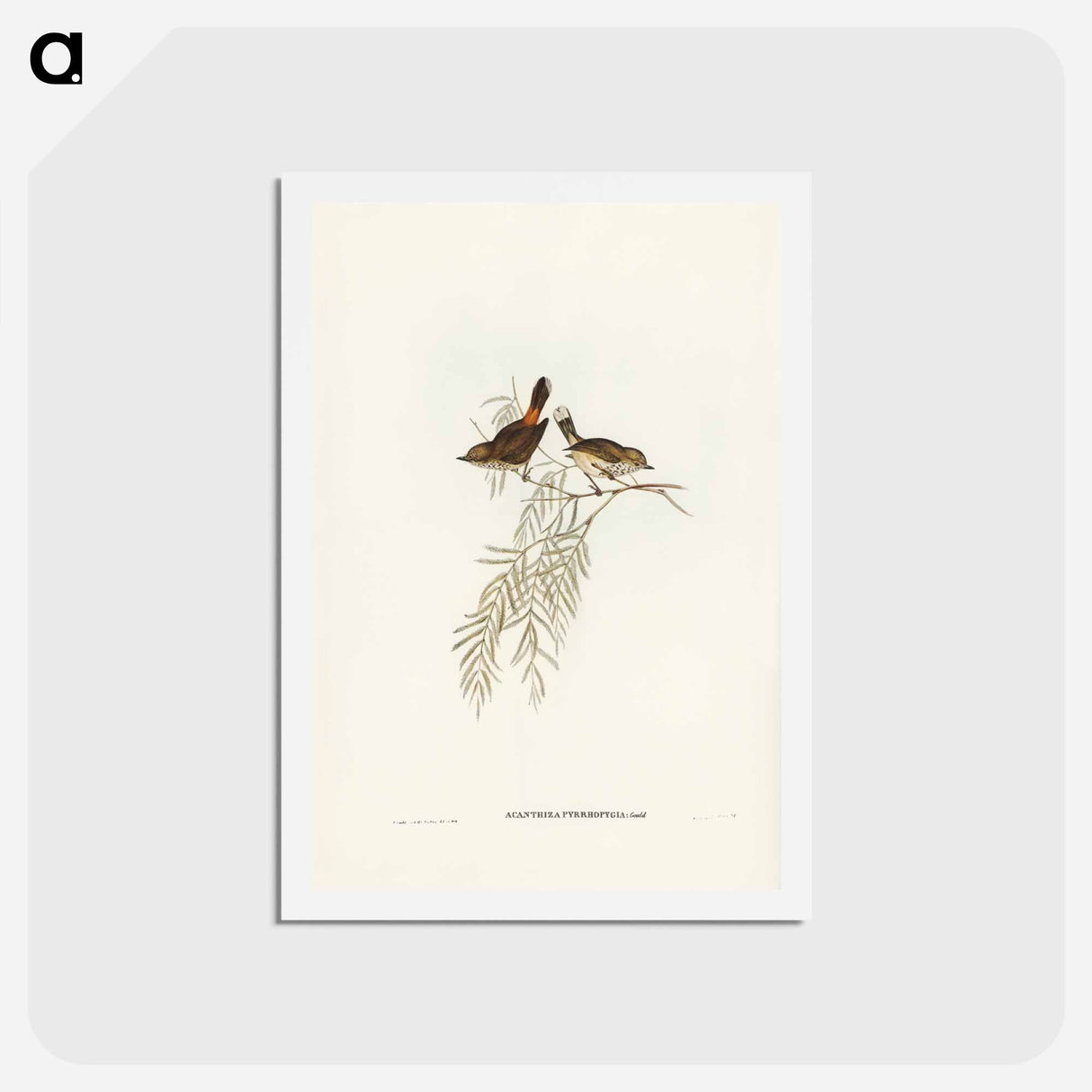 アートポストカード-Red-rumped Acanthiza
 - ジョン グールド Postcard.