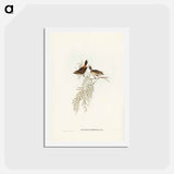アートポストカード-Red-rumped Acanthiza
 - ジョン グールド Postcard.